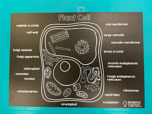 Imag Plant Cell